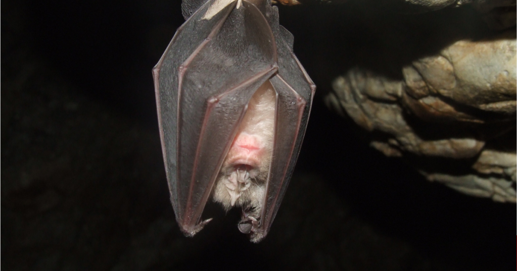 No, non è vero che i pipistrelli restano impigliati nei capelli