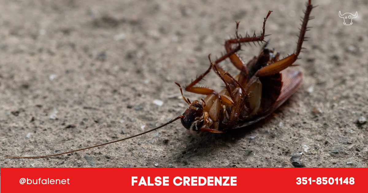 bufala sindaco di lonigo