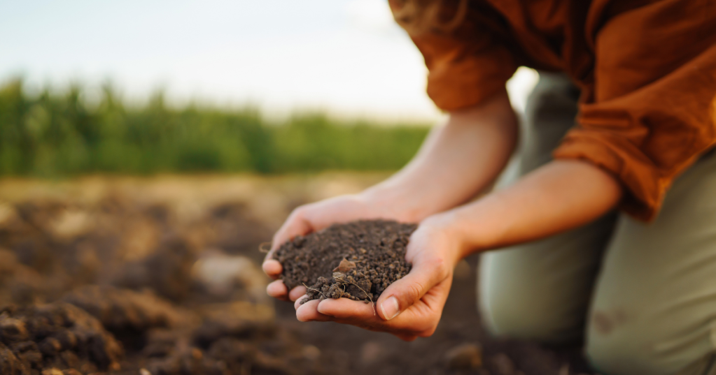 Cosa sono i fertilizzanti e perché usarli (e come)