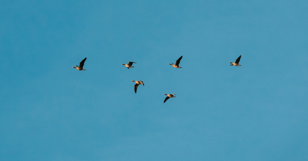 Gli uccelli migrano a sud per il freddo? Perché "svernare"