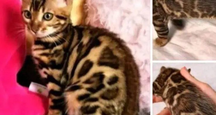 "Vendo gattino del Bengala (o altro articolo desiderato), paga in buoni Amazon": la truffa corre online