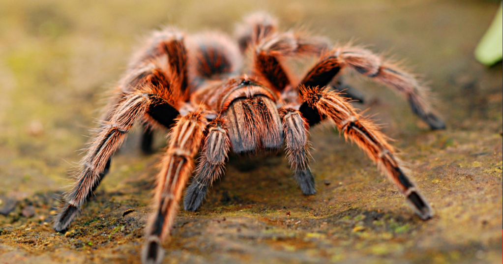 Il morso della tarantola è mortale ed esistono ragni velenosissimi
