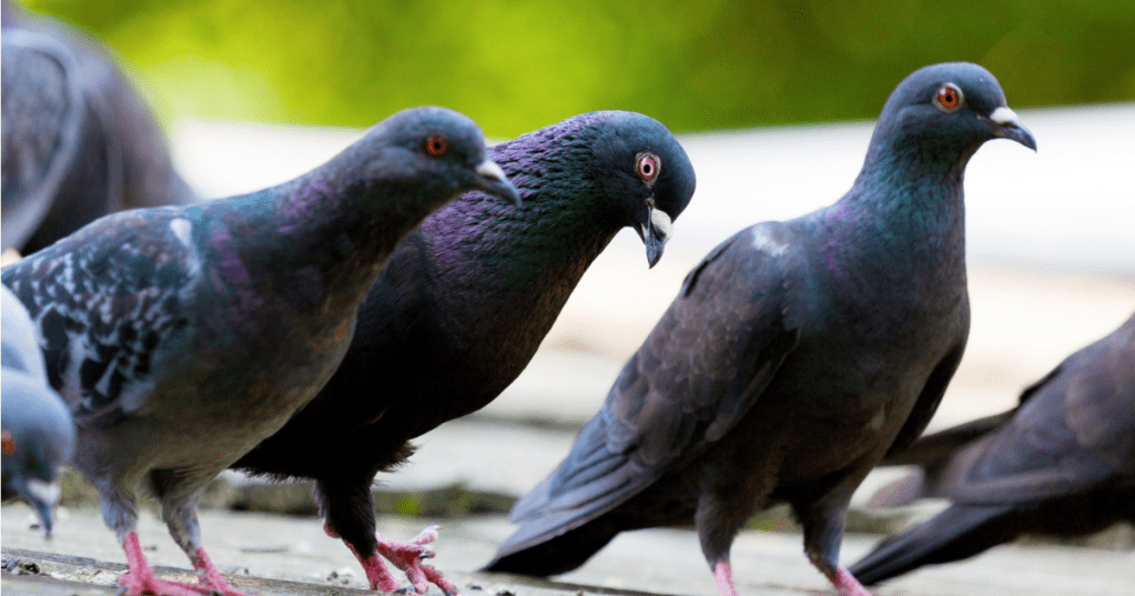 Come funziona l'orientamento dei piccioni? Bella domanda