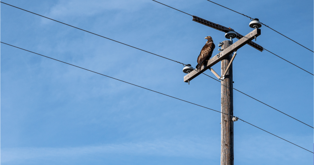 "Gli uccelli non esistono": la sconcertante teoria del complotto