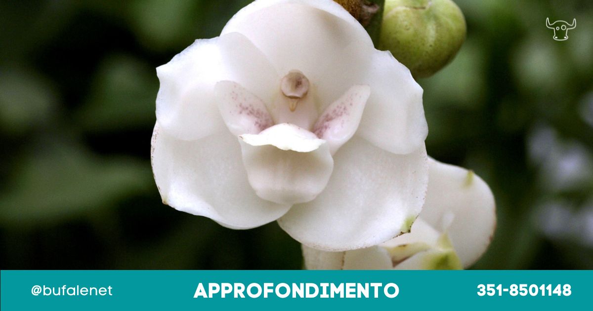 bufala sindaco di lonigo