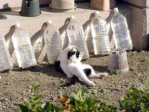 Come vedete, non funziona (fonte Japangasm)