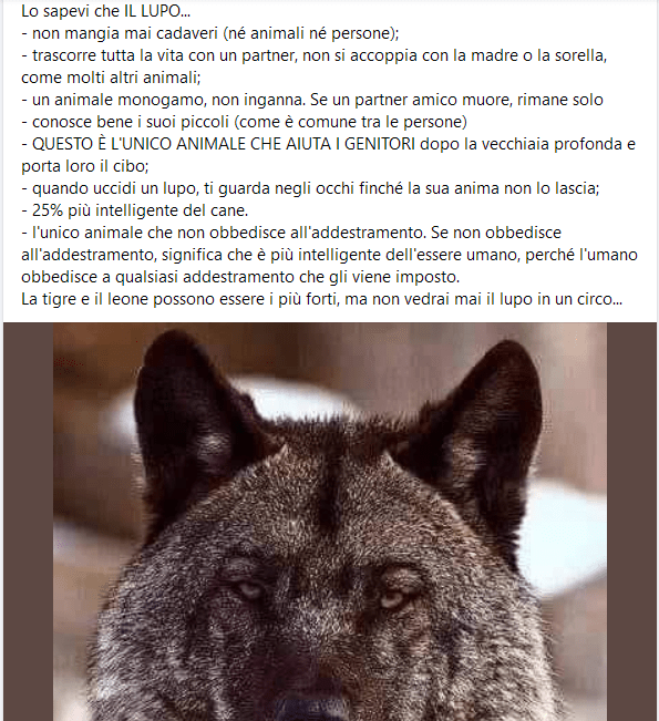 Il post sui lupi che non mangiano cadaveri, non ingannano e altre qualità è un falso