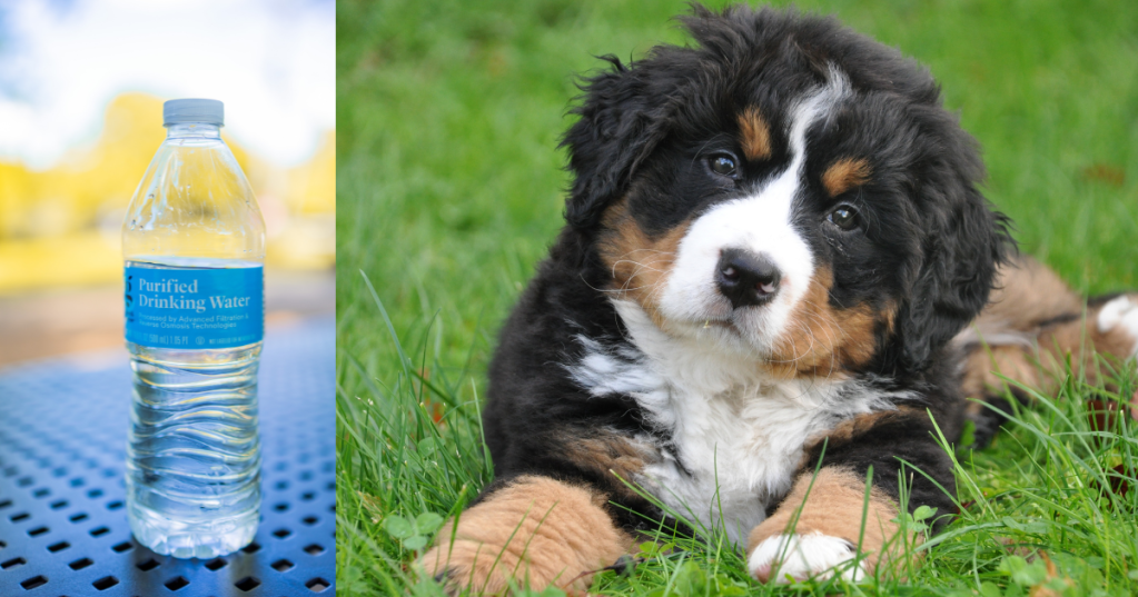 Le bottiglie d'acqua allontanano i cani? Storia di una leggenda metropolitana moderna