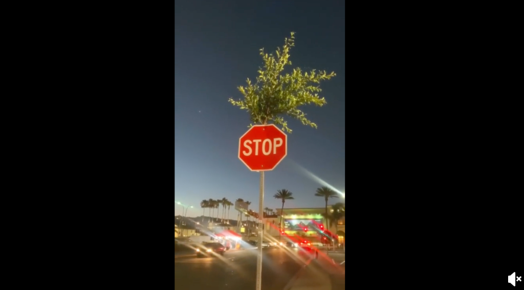 L'albero cresciuto all'interno di un cartello di STOP