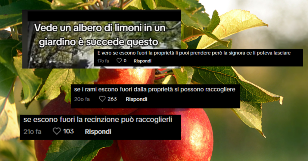 Frutti su un ramo proteso oltre il recinto o per strada: posso davvero raccoglierli?