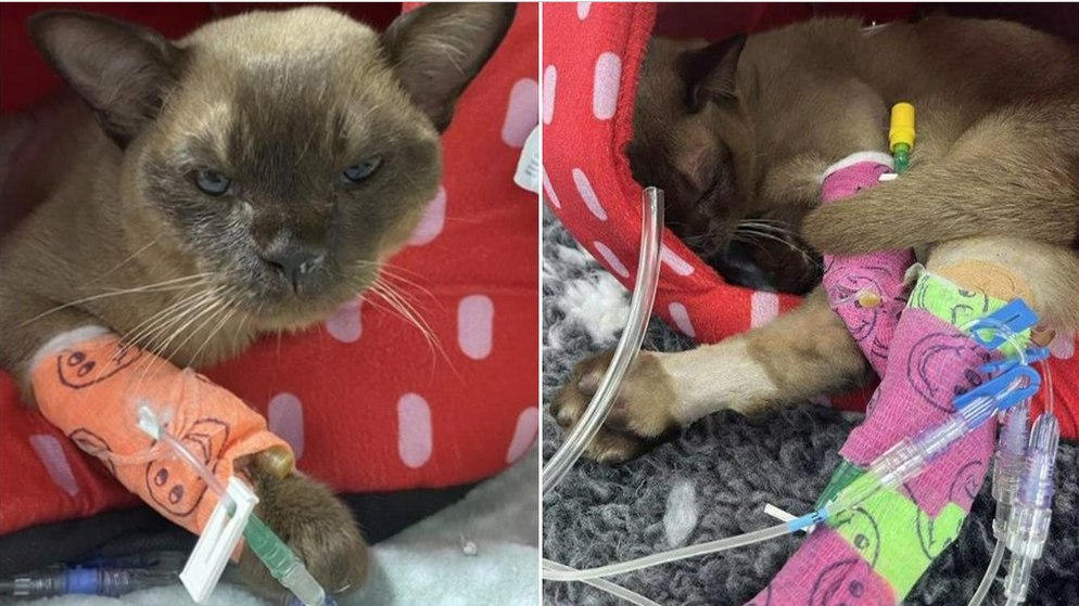 La disavventura di Pablo, il gatto finito in lavatrice per 55 minuti