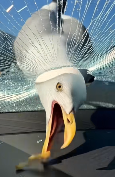 Il video del gabbiano che sfonda un parabrezza è creato con AI