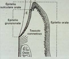 L'epitelio giunzionale