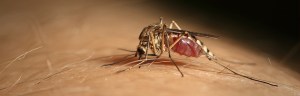 Culex pipiens, la specie di zanzara più coinvolta in Italia nella diffusione del West Nile (credit: Istituto Zooprofilattico Sperimentale delle Venezie)