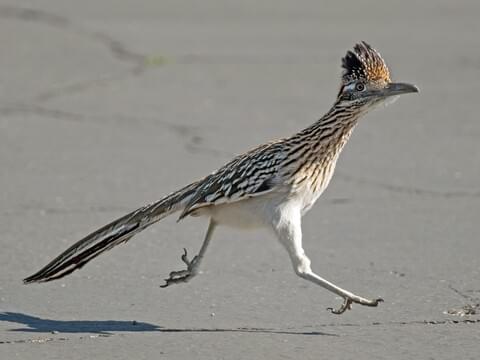 Un vero Roadrunner