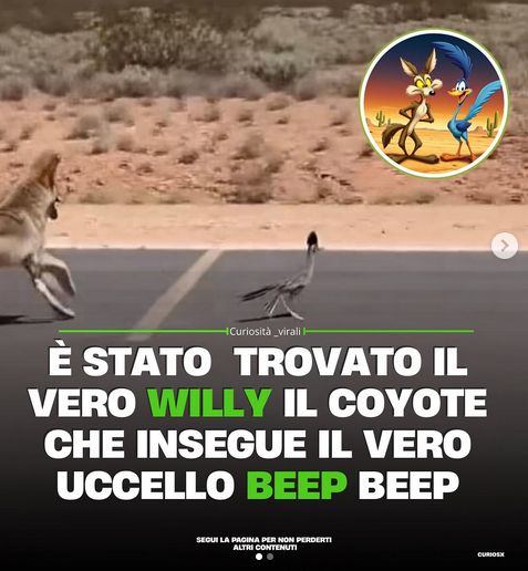 Sì, il "vero video di Willy il Coyote che insegue Roadrunner" è creato con AI