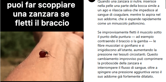 No, non puoi far scoppiare una zanzara flettendo il braccio