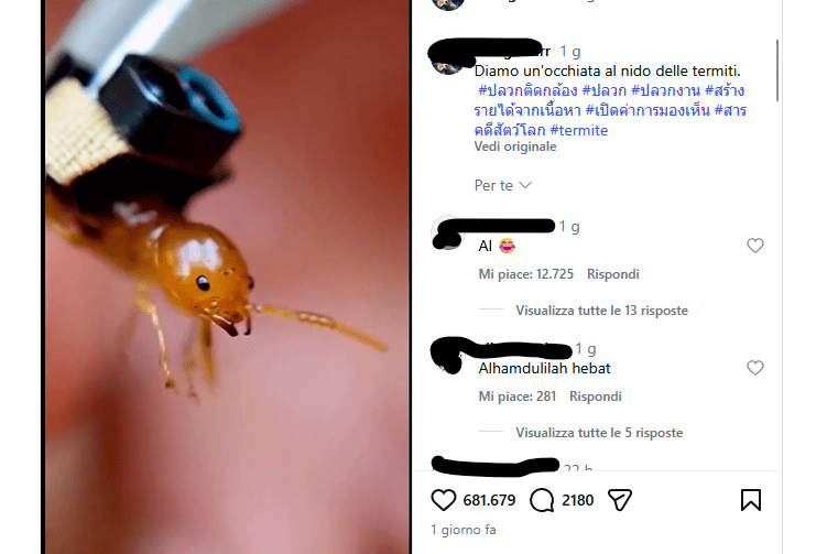 Il video del nido delle termiti ripreso dalle AI