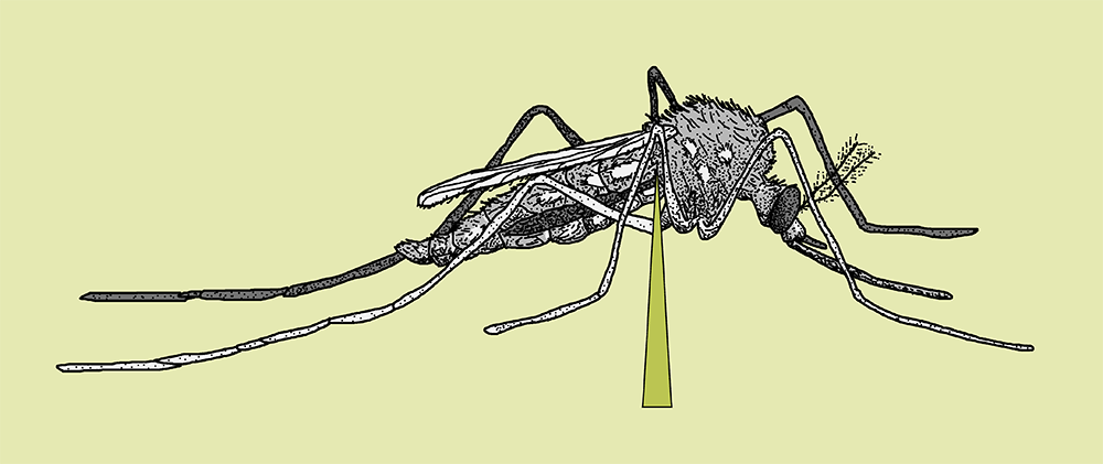 Il fascio nervoso coinvolto, fonte Perran Ross