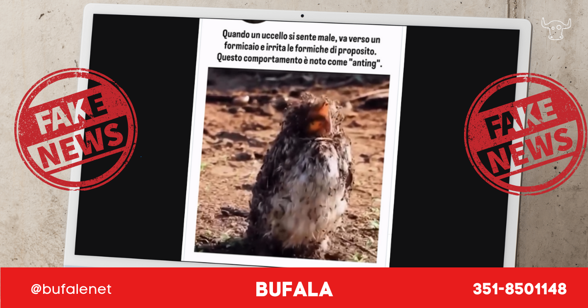 bufala sindaco di lonigo